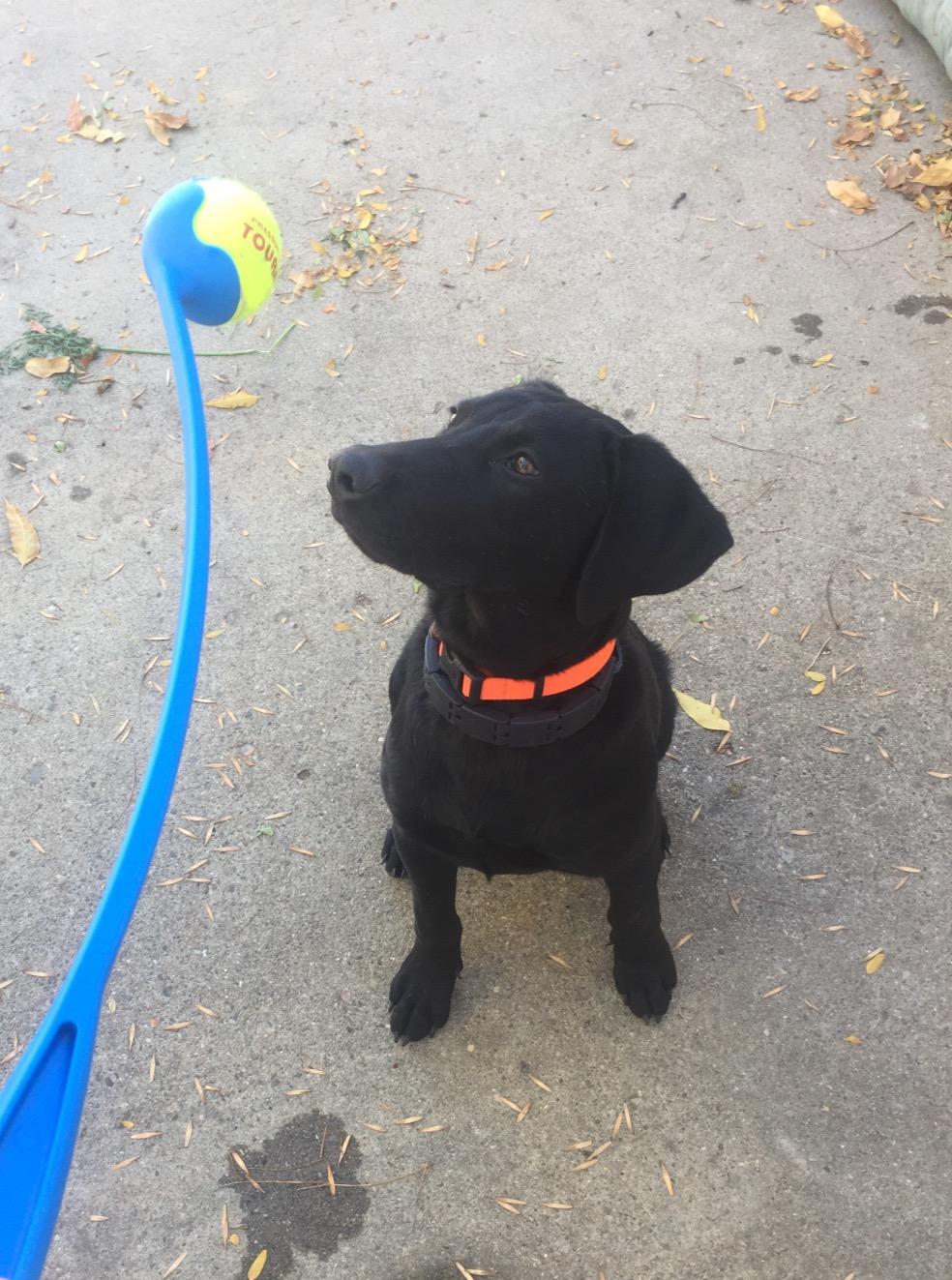 Tourna Mesh Carry Bag of 18 Tennis Balls customer photo 1