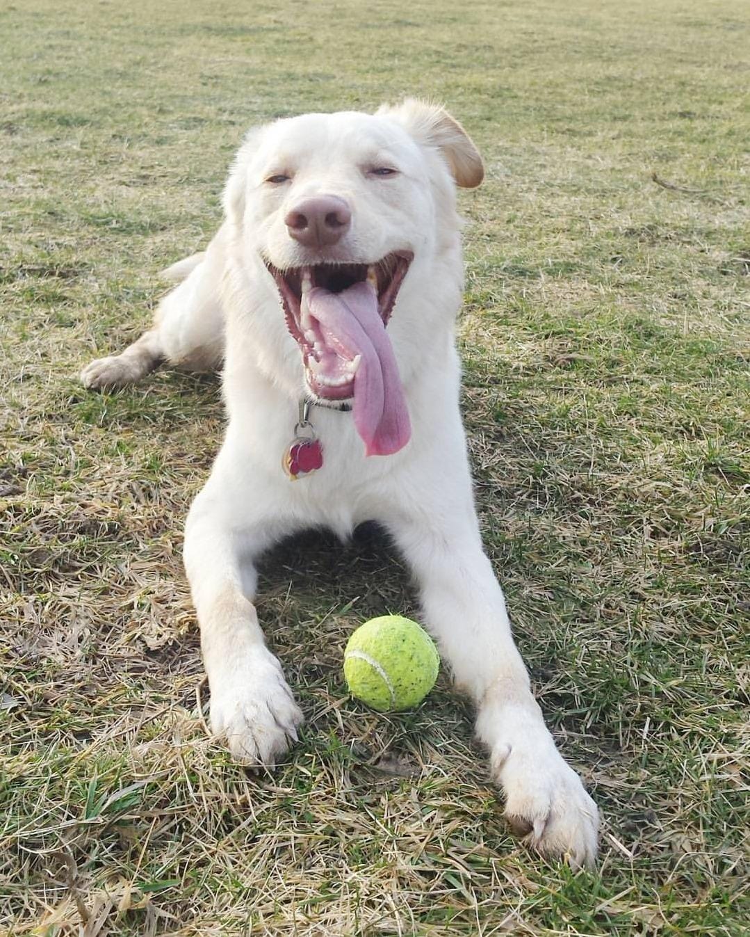 Tourna Mesh Carry Bag of 18 Tennis Balls customer photo 2