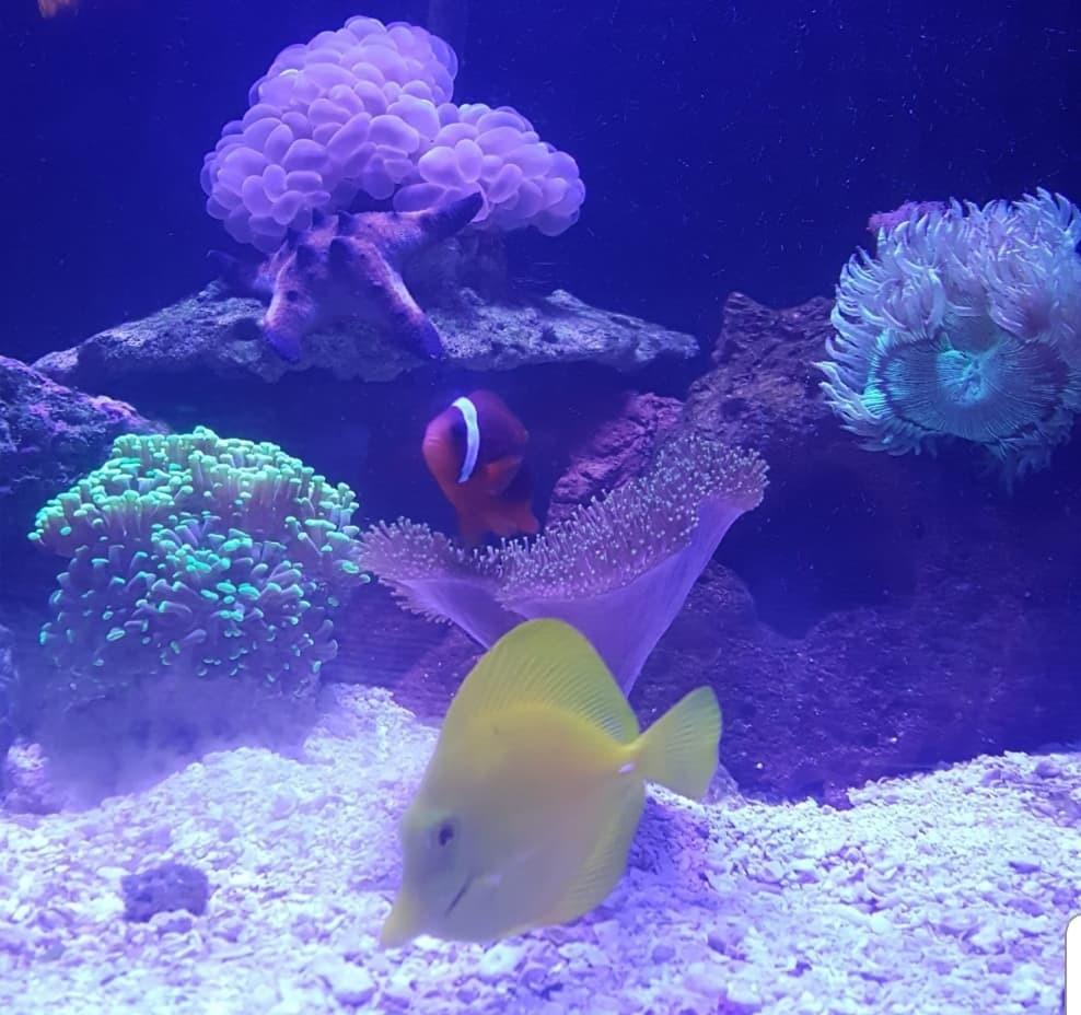 API REEF MASTER TEST KIT Reef Aquarium Water Test Kit 1-Count customer photo 2