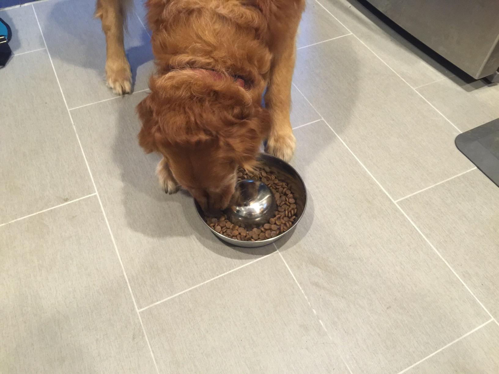 OurPets DuraPet Slow Feed Premium Stainless Steel Bowl (Heavyweight Durable Stainless Steel Bowls, Dog Food Bowl, and Dog Water Bowl) Great Alternative to Snuffle Mat for Dogs-Medium | Helps pace rapid eaters, durable easy clean design, an alternative to snuffle mats for calmer mealtimes, a sturdy daily dish customer photo 1
