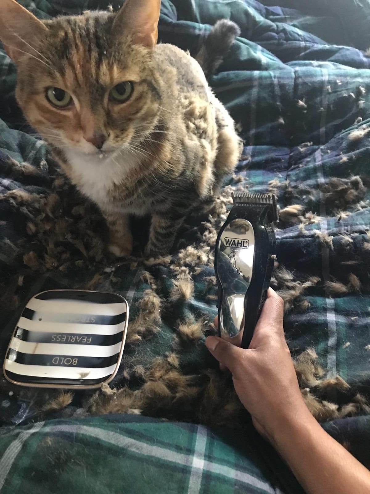 Wahl USA Pet-Pro Corded Dog Grooming Clipper Kit, Fine & Medium Coats customer photo 2