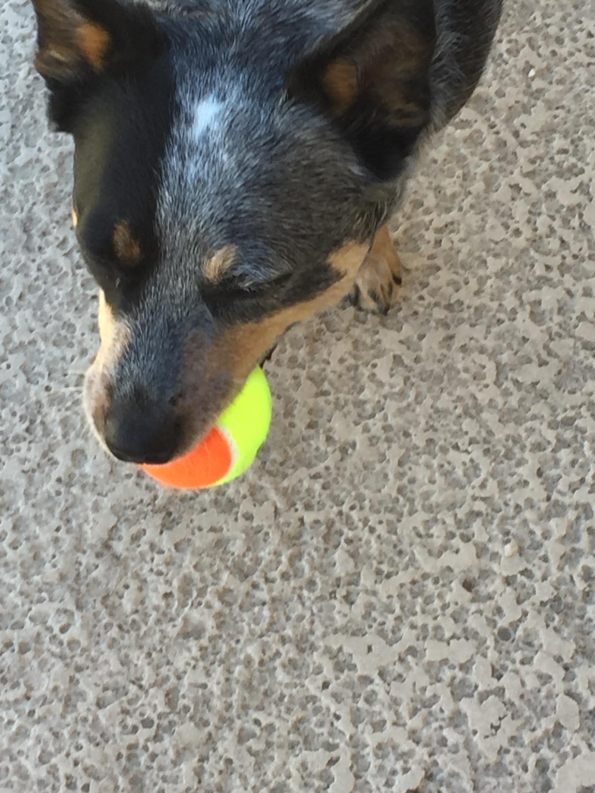 Penn QST 60 Tennis Balls customer photo 2