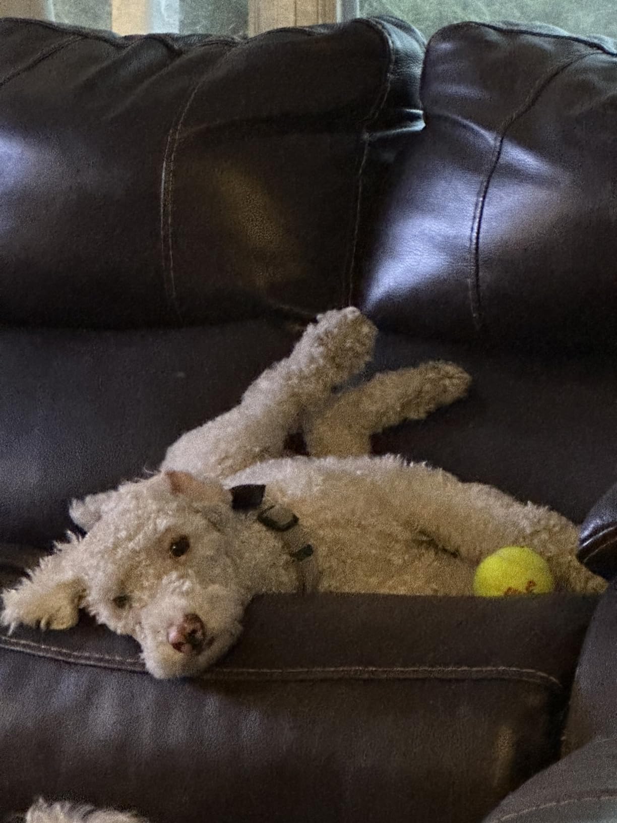 Penn Championship Tennis Balls - Regular Duty customer photo 1