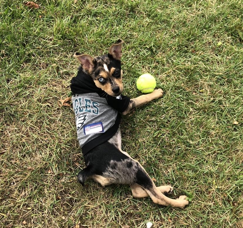 Penn Championship Tennis Balls - Regular Duty customer photo 2