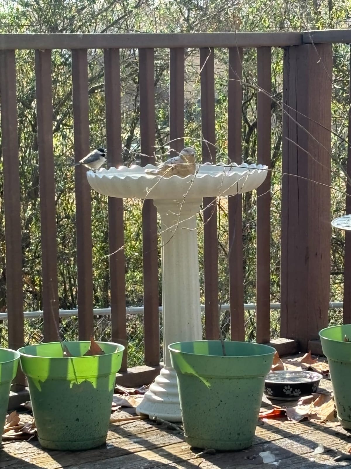 Farm Innovators HBC-120C Heated Birdbath with Pedestal, 120W, Gray customer photo 1