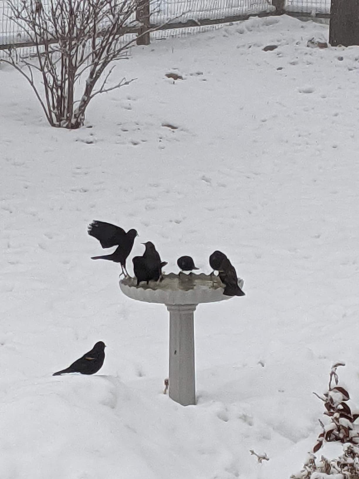 Farm Innovators HBC-120C Heated Birdbath with Pedestal, 120W, Gray customer photo 2