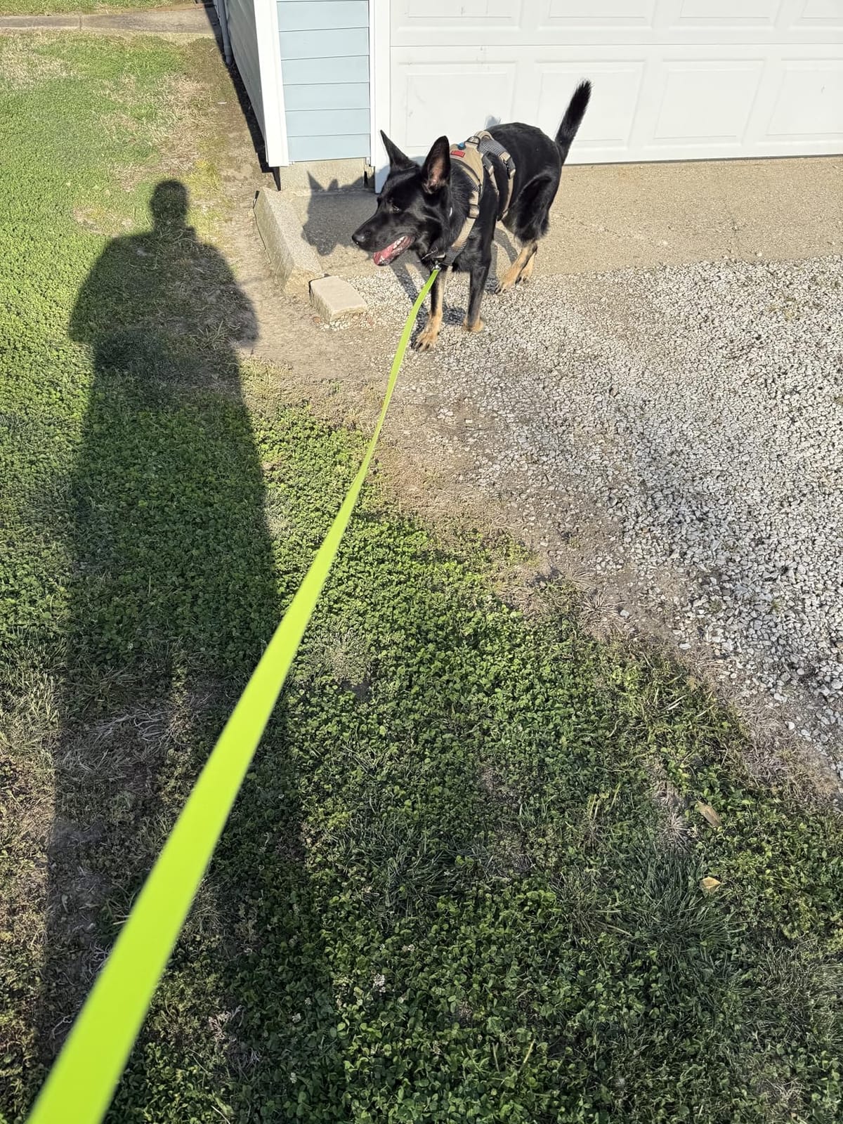FLEXI® Giant Tape Retractable Dog Leash, Large, 26 ft - Black customer photo 2