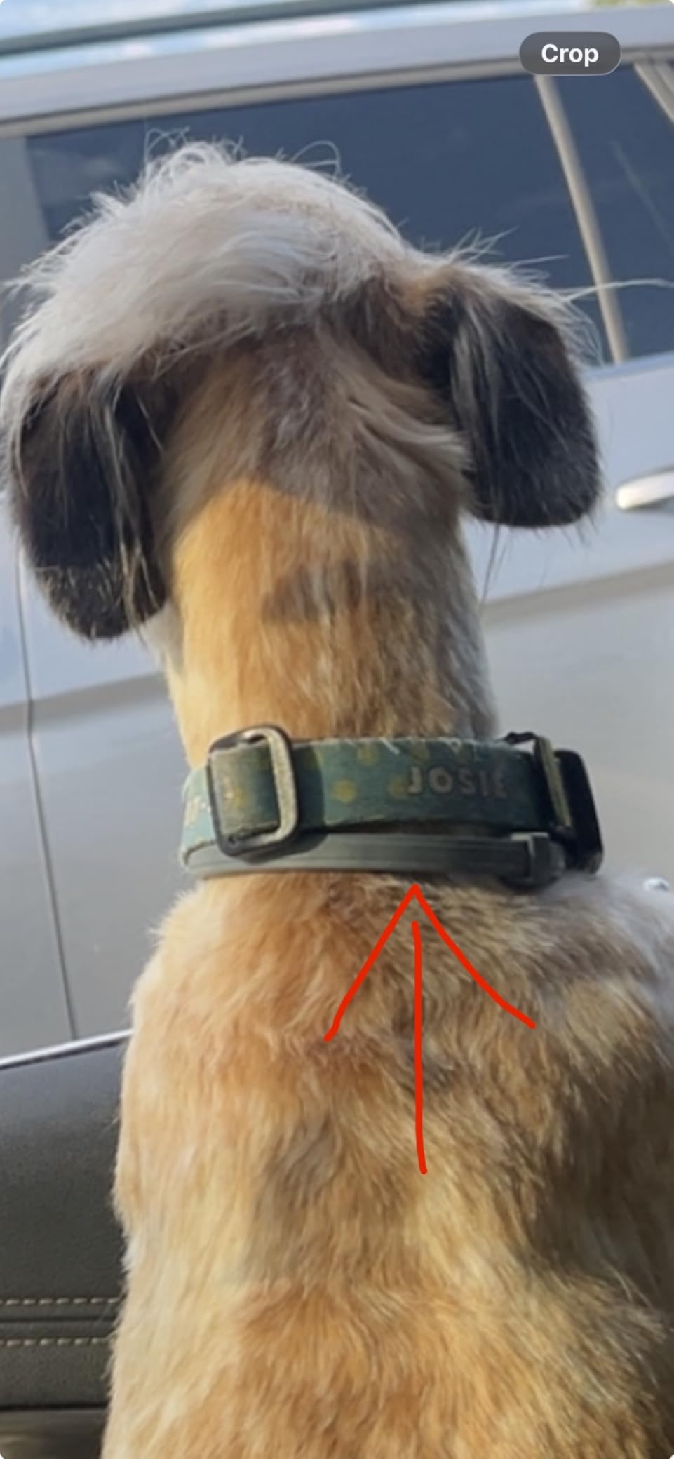 Seresto Small Dog Vet-Recommended Flea & Tick Treatment & Prevention Collar for Dogs Under 18 lbs | 8 Months Protection customer photo 1