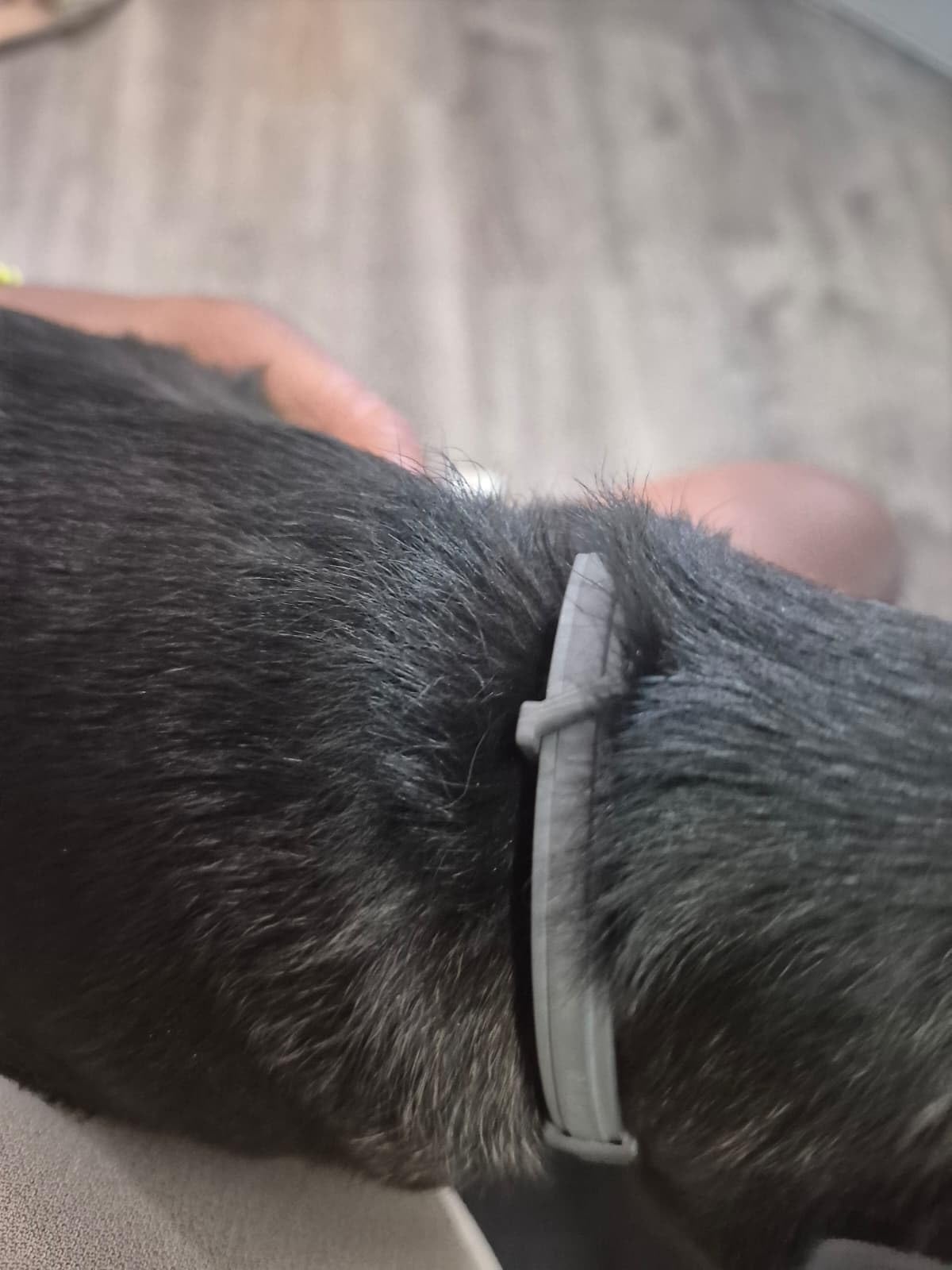 Seresto Small Dog Vet-Recommended Flea & Tick Treatment & Prevention Collar for Dogs Under 18 lbs | 8 Months Protection customer photo 2