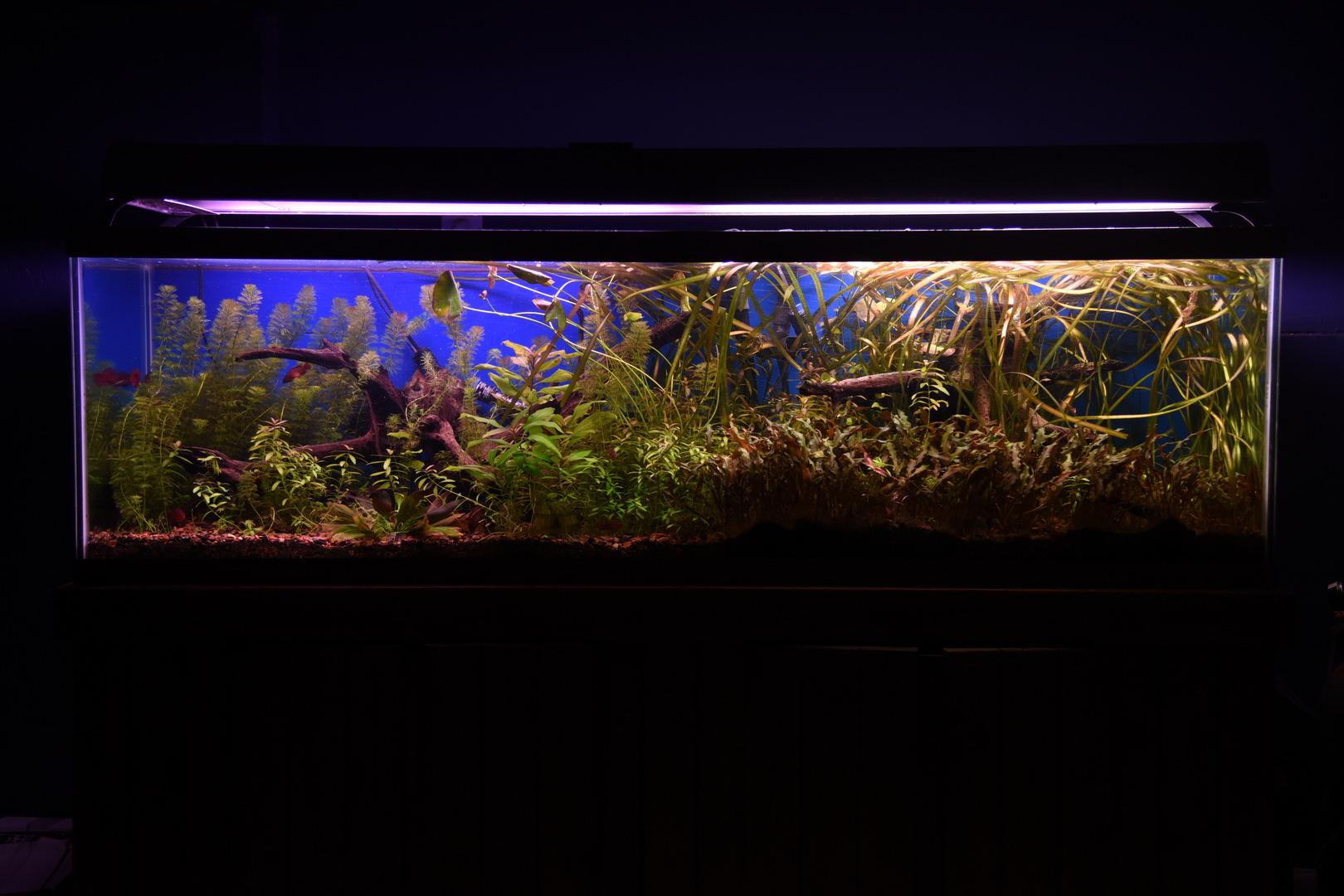 Fluval FX6 High Performance Aquarium Filter, up to 400 Gal. | Canister Filter for Aquariums customer photo 2