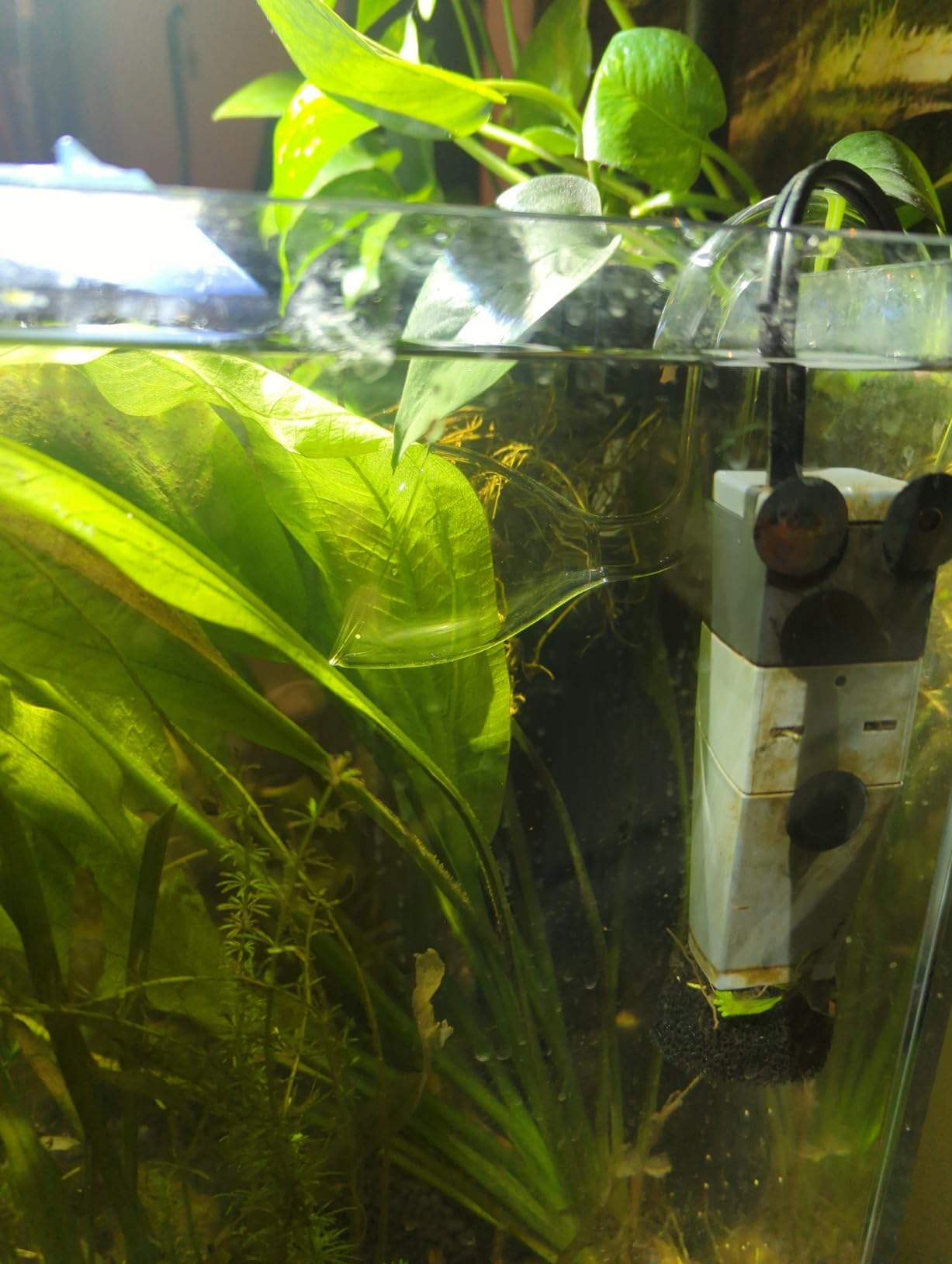 SunSun HW-302 3-Stage External Canister Aquarium Filter 264GPH customer photo 2