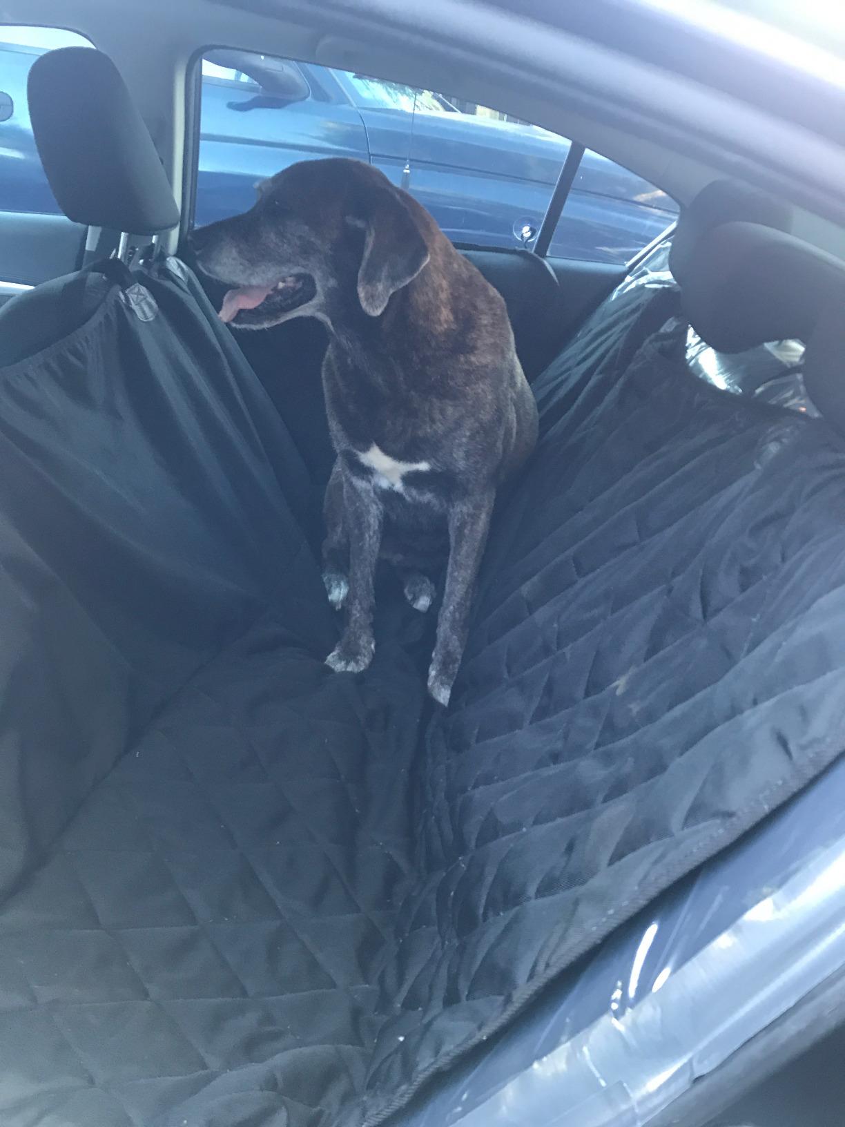 4Knines Heavy-Duty Rear Seat Cover for Dogs - Hammock, Black Reg customer photo 2