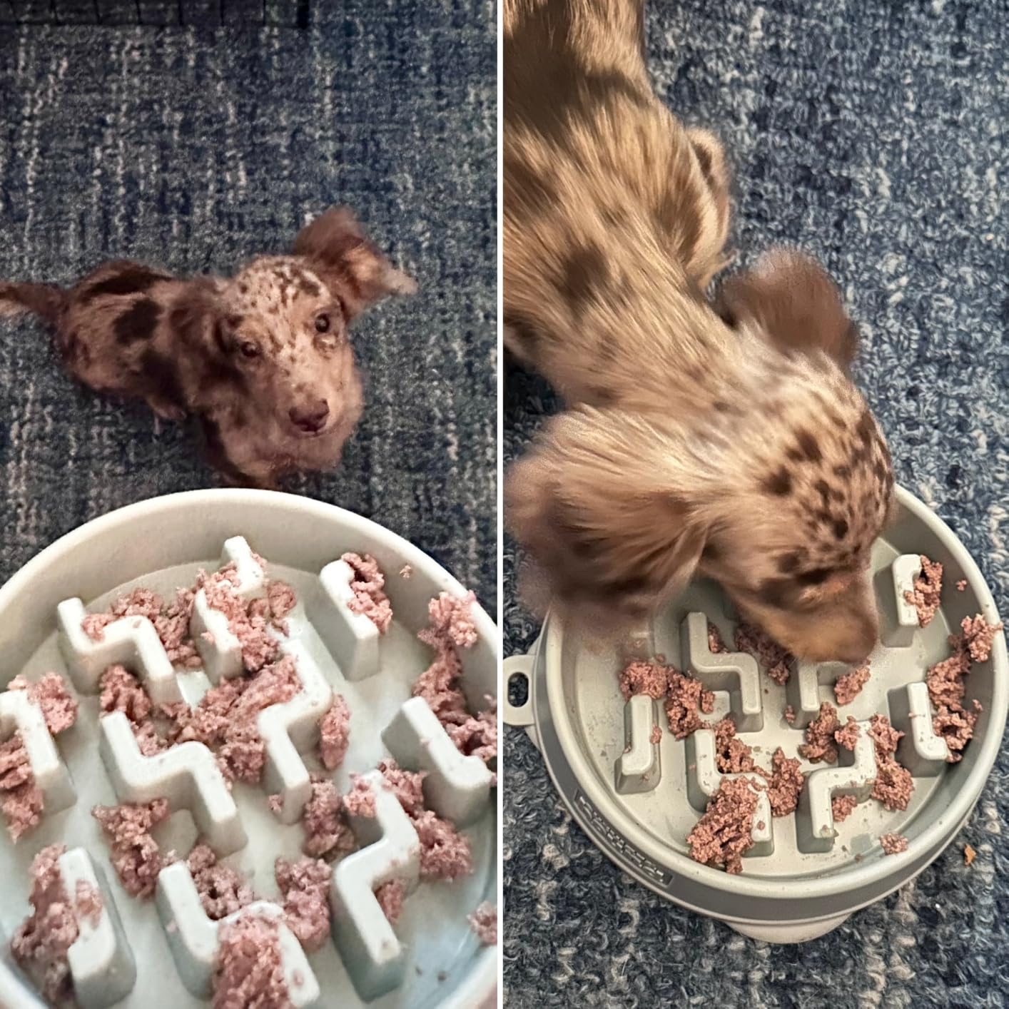 Outward Hound Fun Feeder Slo Bowl – Large 4‑Cup Capacity, Slow Feeding, Medium to Large Dogs, Non‑Slip, Turquoise, Drop Pattern | Slows Fast Eaters, Can Aid Digestion, Holds 4 Cups Dry or Wet Food, Non-Slip Base, Easy Clean, No BPA, Medium to Large Dogs customer photo 2