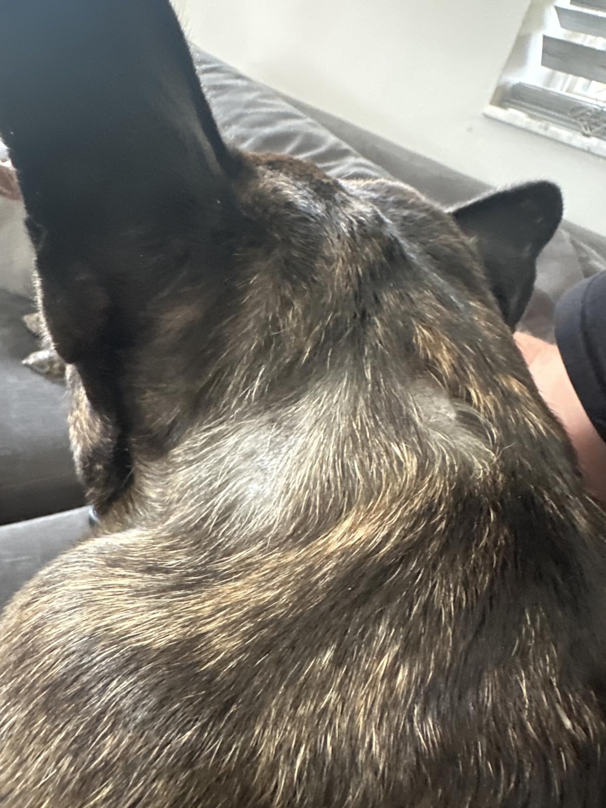 K9 Advantix II XL Dog Vet-Recommended Flea, Tick & Mosquito Treatment & Prevention | Dogs Over 55 lbs. | 2-Mo Supply customer photo 1