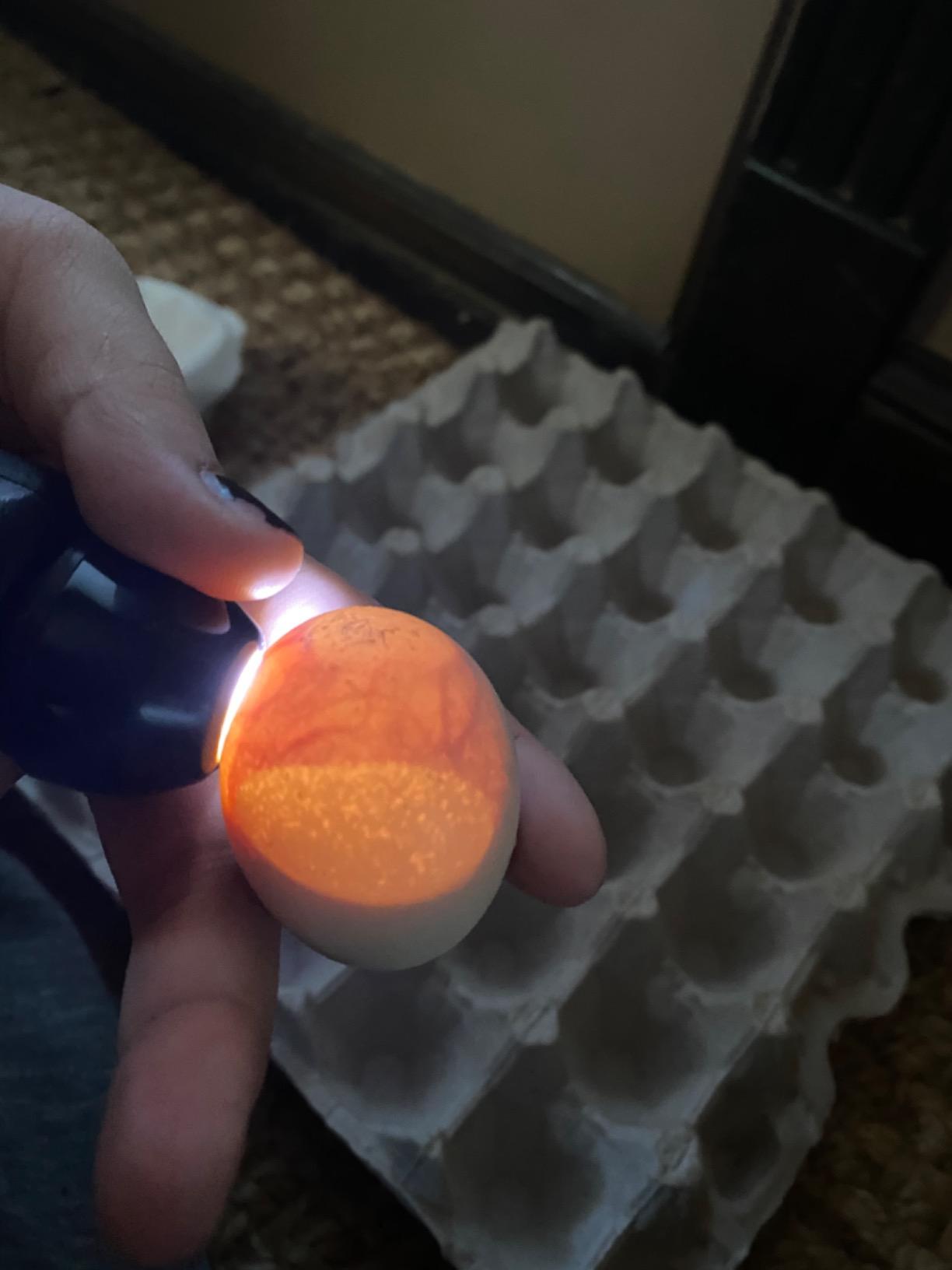 Magicfly Bright Cool LED Light Egg Candler Tester, Powered Only by Power Supply customer photo 1