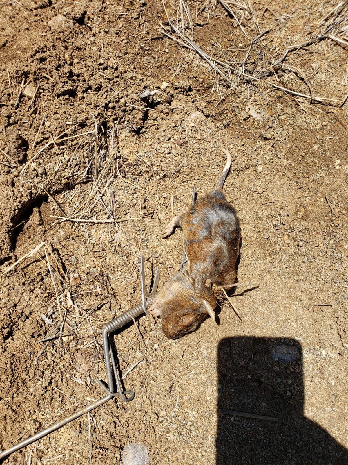 Six Pack of DK-1 Gopher Traps. Pocket Gopher Traps customer photo 2