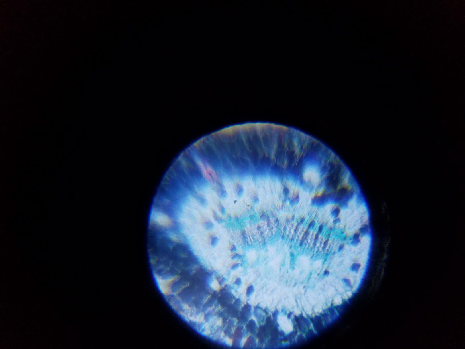 AmScope - Kids 48pc 120X-1200X Biological Microscope Educational Starter Kit customer photo 1