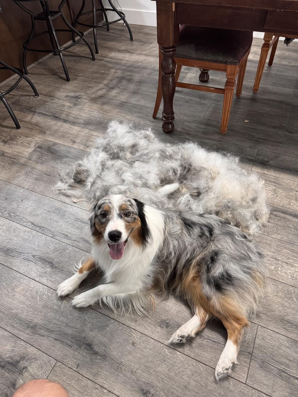 GoPets 2-in-1 Deshedding & Dematting Comb & Grooming Brush for Dogs & Cats customer photo 2