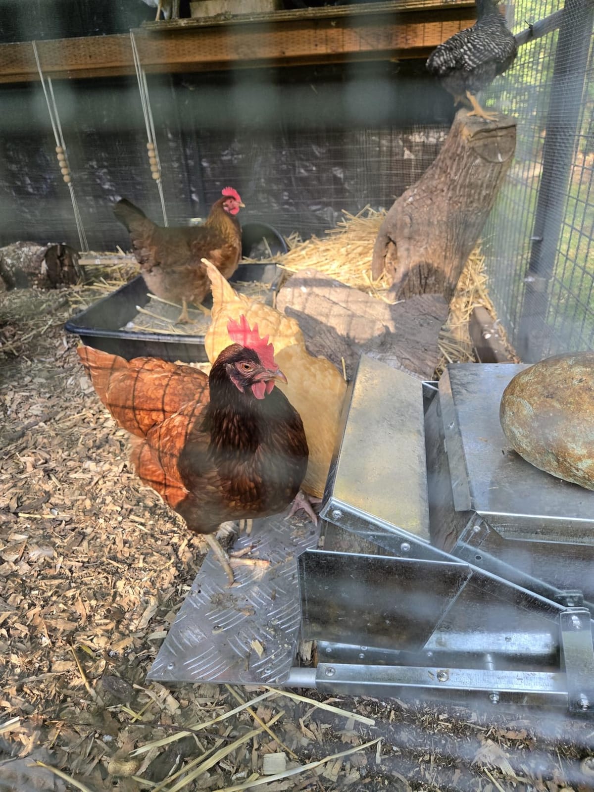 Grandpas Feeders Automatic Chicken Feeder - 20 lbs No Waste Poultry Feeder, Rat Proof & Rodent Proof Treadle Chicken Feeder, Galvanized Steel with Lid, Feeds 6 Chickens up to 10 Days customer photo 1