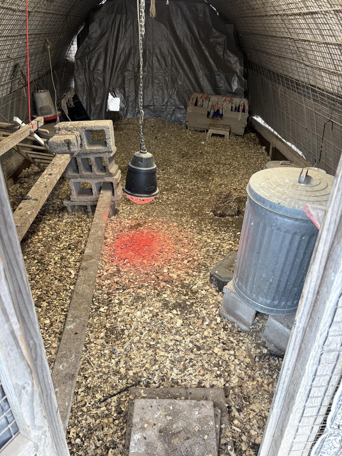 Premier 1 “Prima” Heat Lamp® customer photo 2
