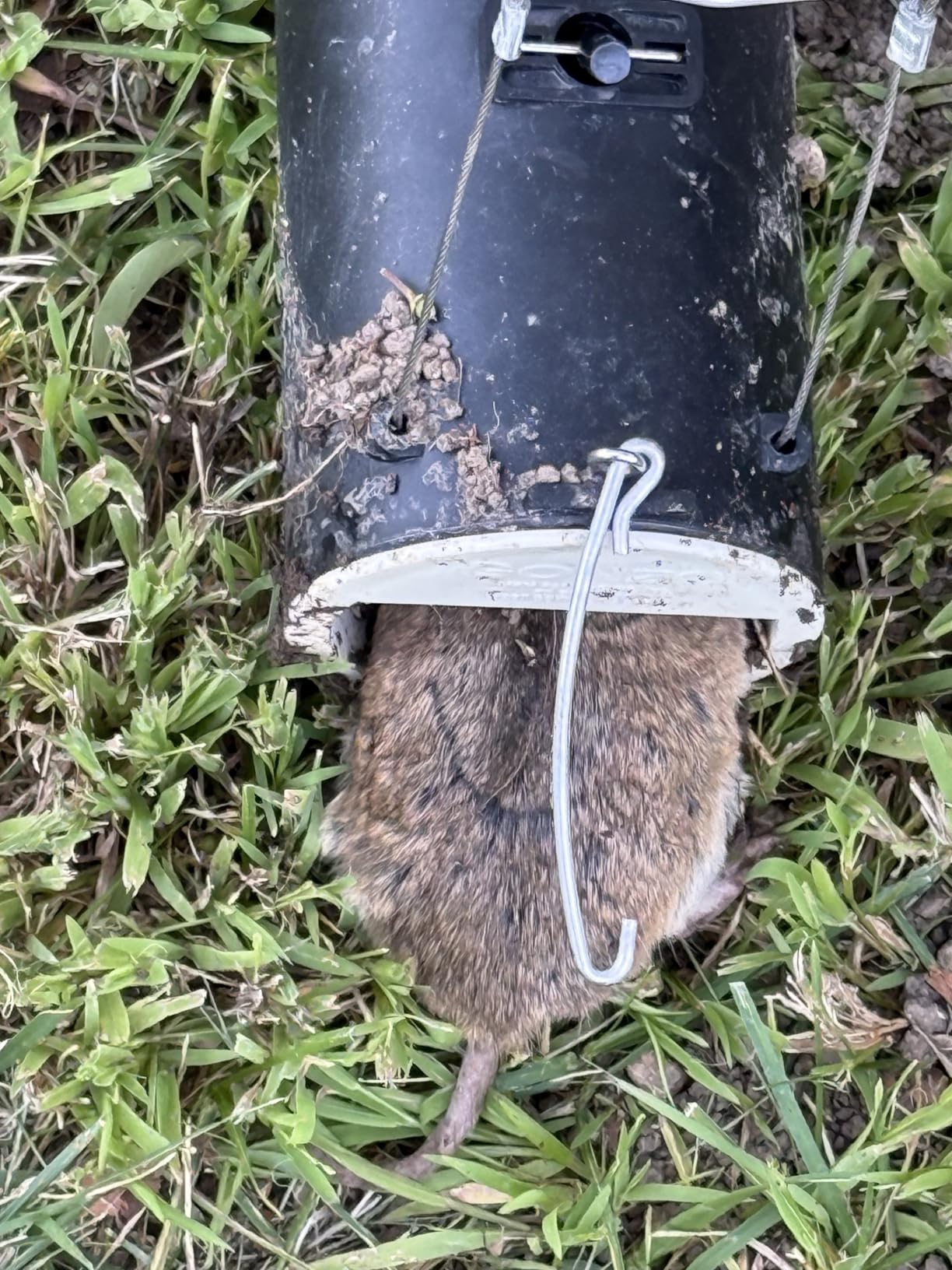 Gonzo 5001 Dead-End Mole & Gopher Trap customer photo 2