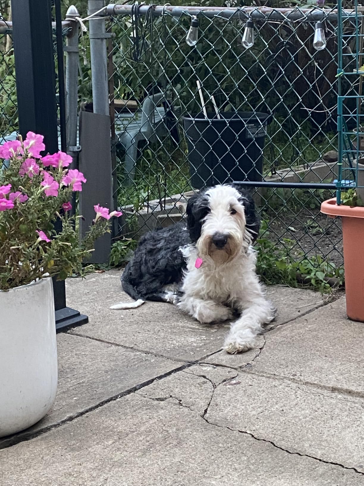 DNA MY DOG - Dog DNA Test Kit | 350+ Breeds Identified | 99%+ Accuracy | Allergy Risk Score | Personality & Behavior Insights | Results in 2-3 Weeks | customer photo 2