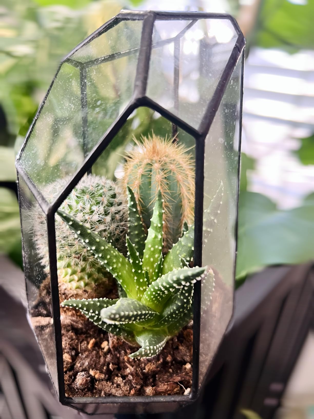 NCYP No Door Geometric Glass Terrarium Planter 6.5