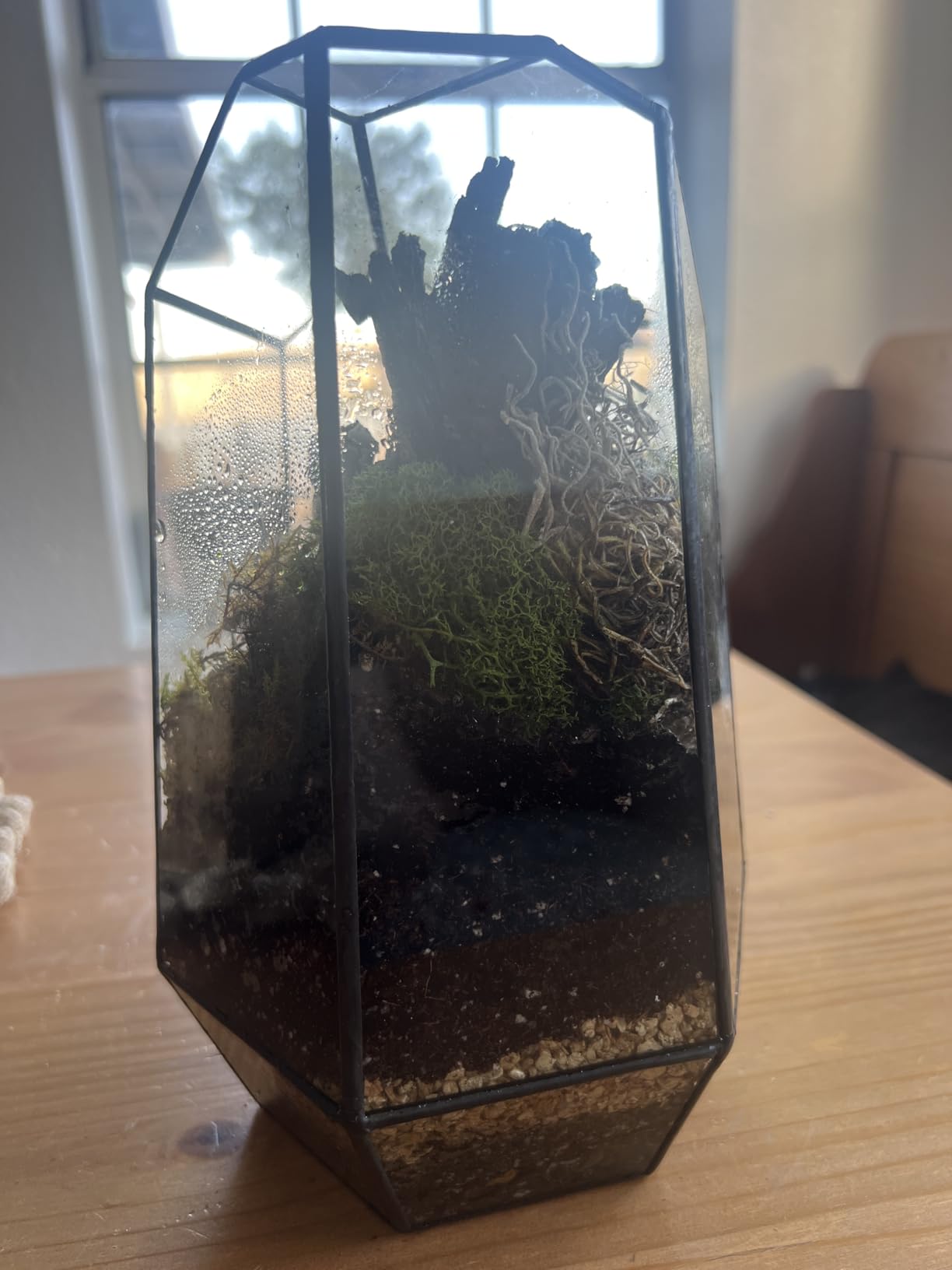 NCYP No Door Geometric Glass Terrarium Planter 6.5