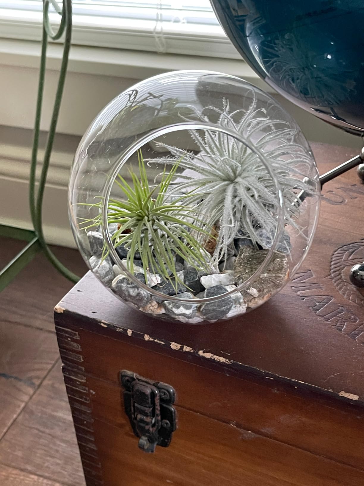Mkono Plant Terrarium Display Glass Tabletop Succulent Air Plant Planter Globe Microlandschaft House, M customer photo 1