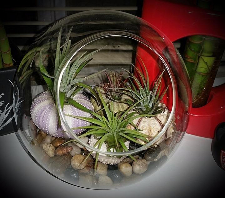 Mkono Plant Terrarium Display Glass Tabletop Succulent Air Plant Planter Globe Microlandschaft House, M customer photo 2