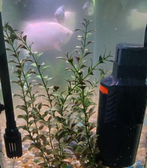 Marineland Magnum Polishing Internal Canister Filter, For Aquariums Up To 97 Gallons customer photo 1