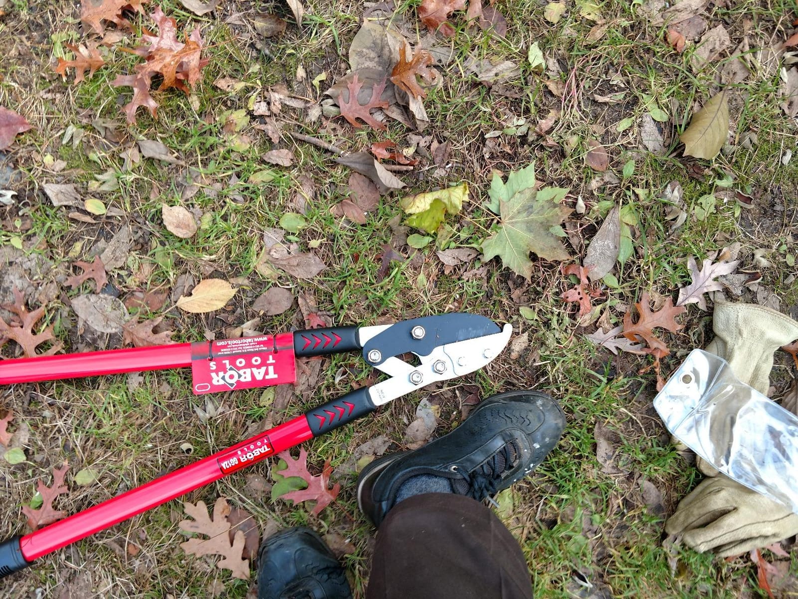 TABOR TOOLS GG12A Anvil Lopper with Compound Action, 30 Inch Tree Trimmer & Branch Cutter, Heavy Duty Tree Pruner with 2 Inch Cut Capacity, Chops Thick Dry Branches with Ease customer photo 2