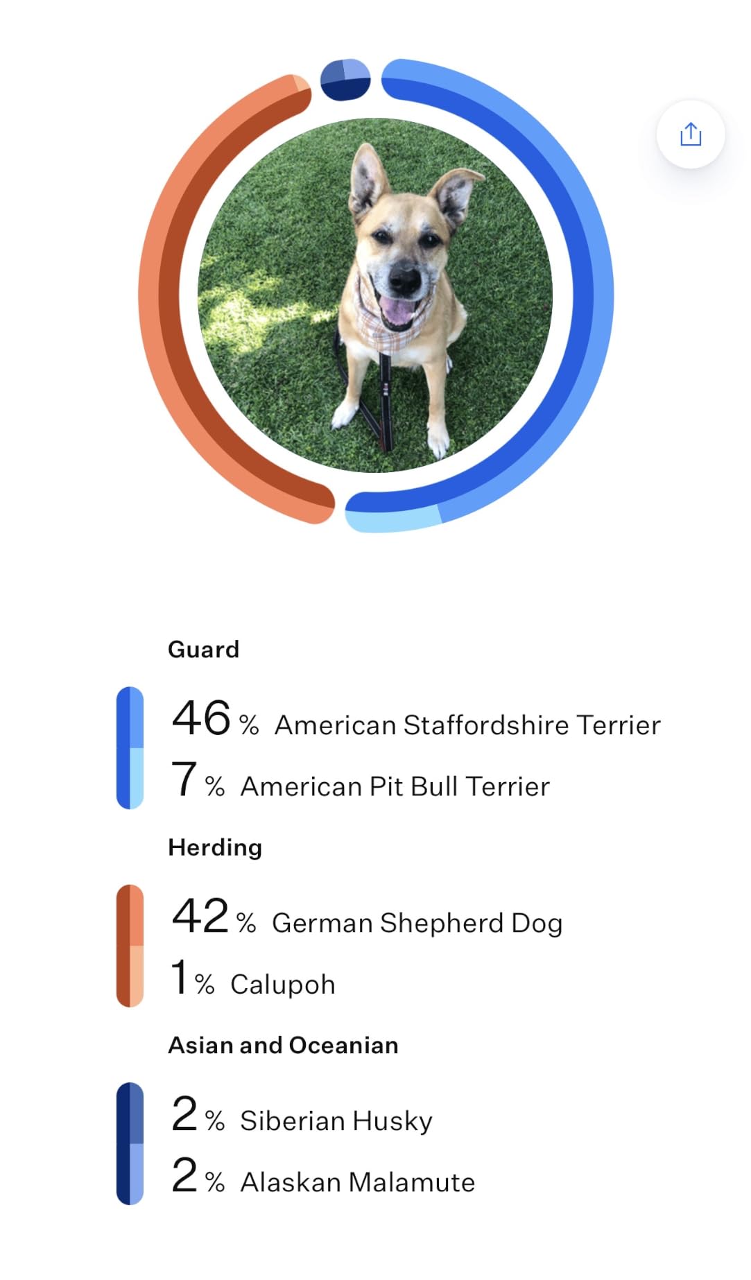 Wisdom Panel Breed Discovery Dog DNA Test Kit 430+ Breeds, MDR1 Health Test customer photo 2
