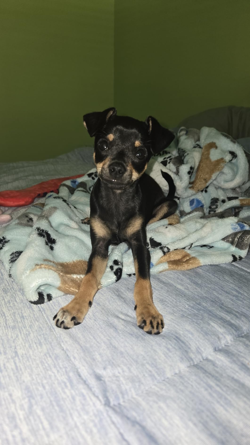Embark Breed & Health Dog DNA Test – 400+ Breeds, 270+ Health Risks customer photo 2