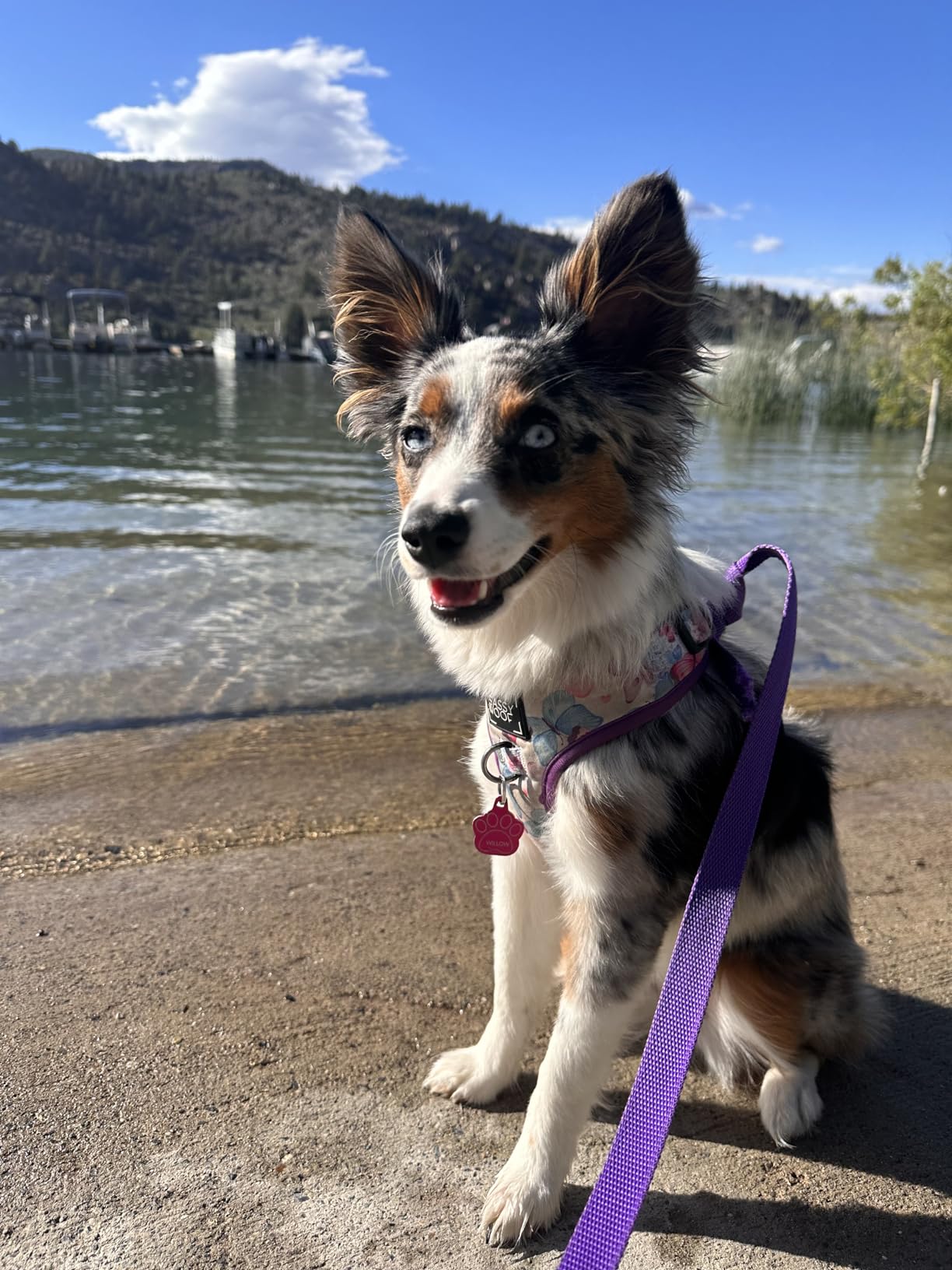 Embark Purebred Dog DNA Test - 270+ Genetic Health Conditions, 55 Physical Traits, Coefficient of Inbreeding (COI), Relatives, Breed Confirmation customer photo 1