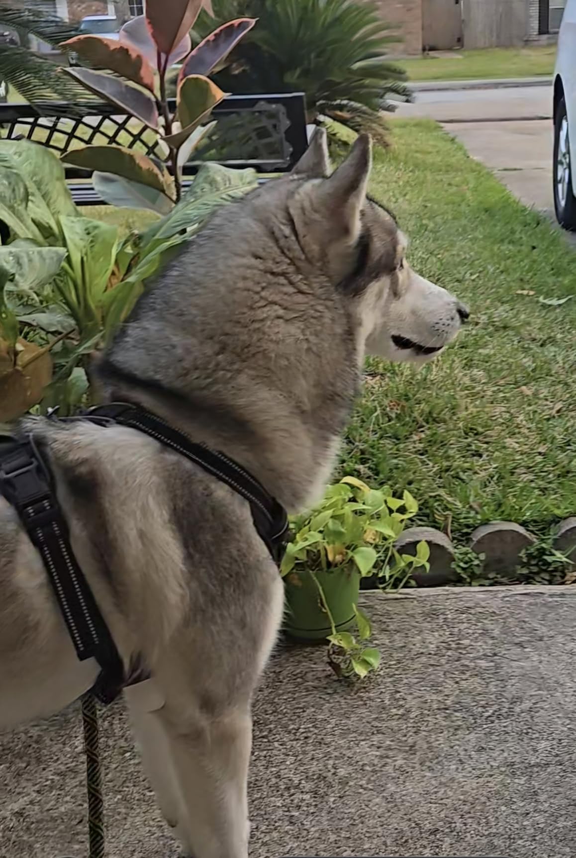 rabbitgoo Dog Harness, No Pull for Large Dogs with 2 Leash Clips, Pet Vest customer photo 2
