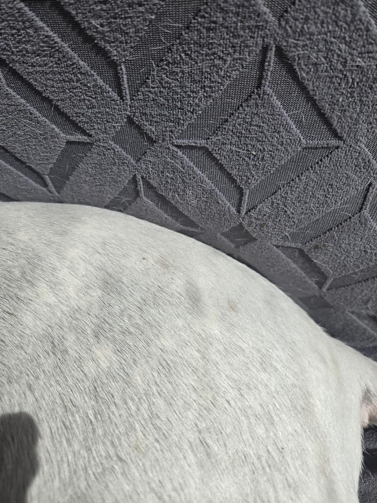 Advantus (Imidacloprid) Soft Chew Flea Treatment for Dogs. 23-110 lbs., 7 ct customer photo 2