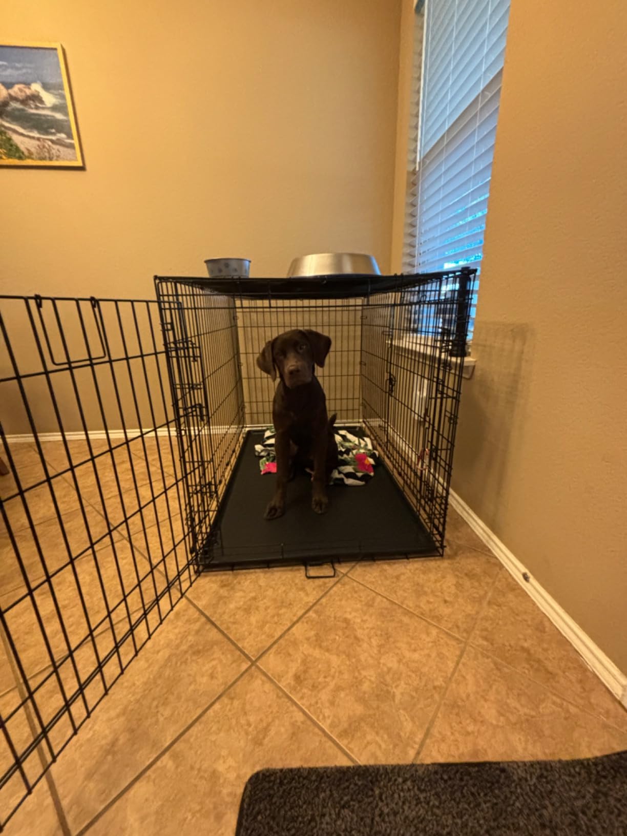 Mr. Peanut's Stainless Steel Interactive Slow Feed Dog Bowl with a Blue Base, Fun Healthy Bloat Stop Feeder (Large) customer photo 1