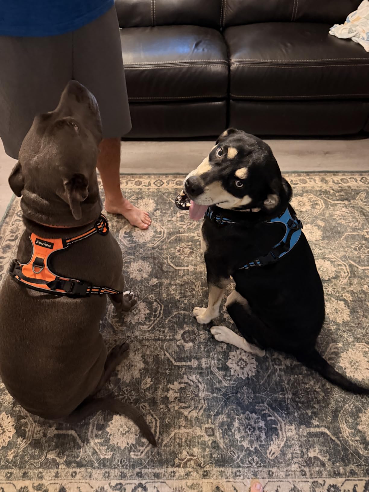 Eagloo Dog Harness for Large Dogs, No Pull Pet Vest with 2 Leash Clips customer photo 2