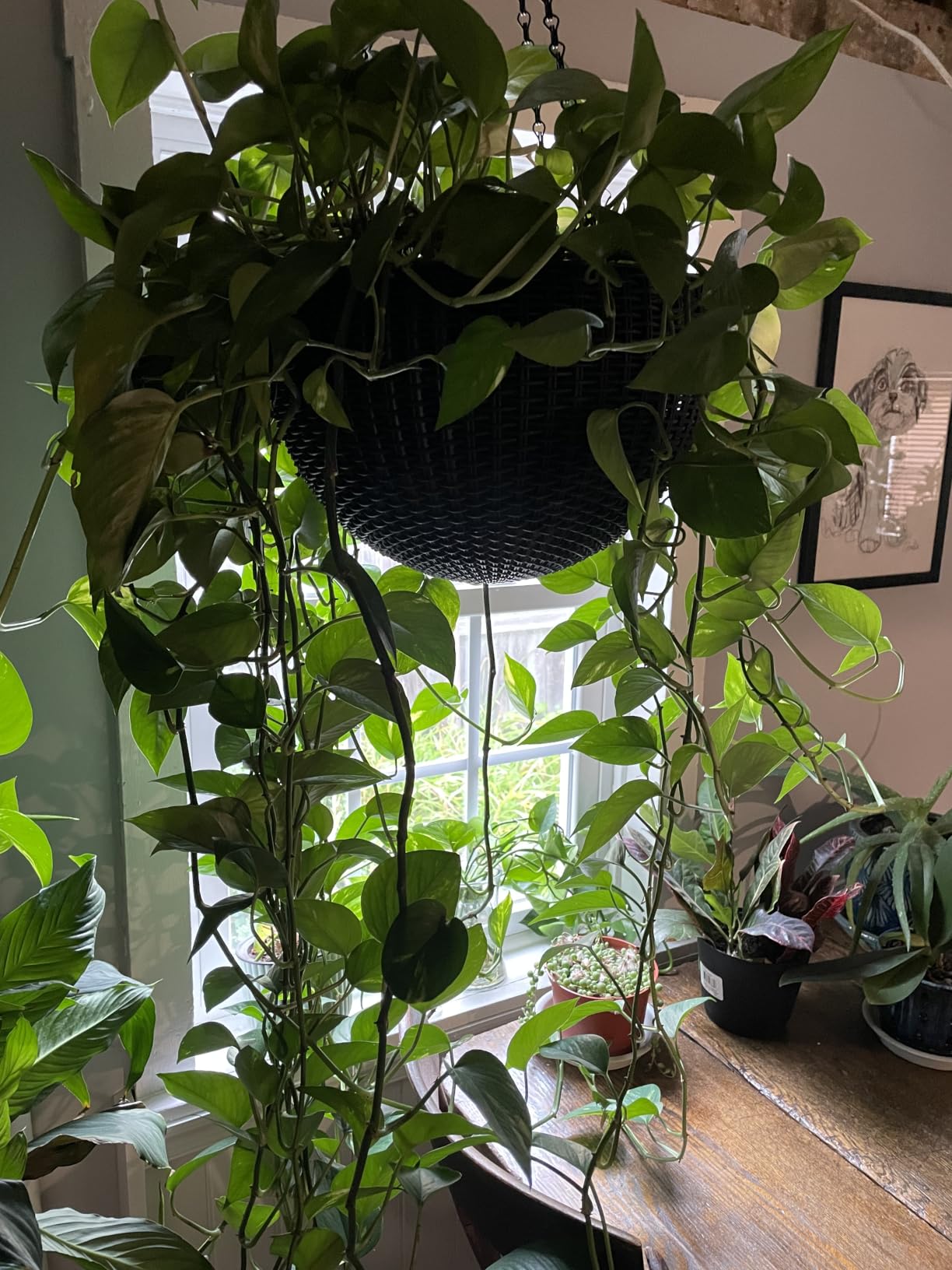 Keter Resin Rattan Set of 2 Round Hanging Planter Baskets for Indoor and Outdoor Plants-Perfect for Porches and Patio Decor, Graphite customer photo 1