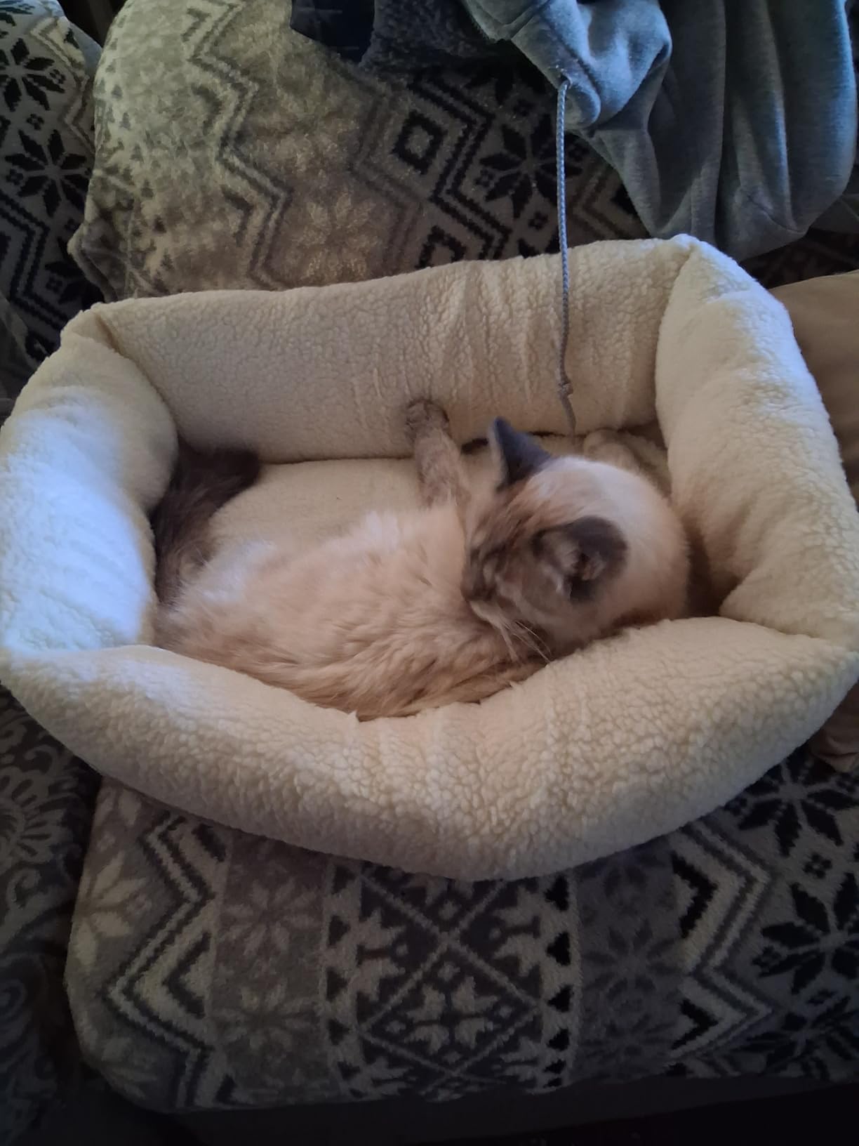 Amazon Basics Anti-Slip Self-Warming Pet Bed For Cat or Dog, Rectangle, Grey, 24