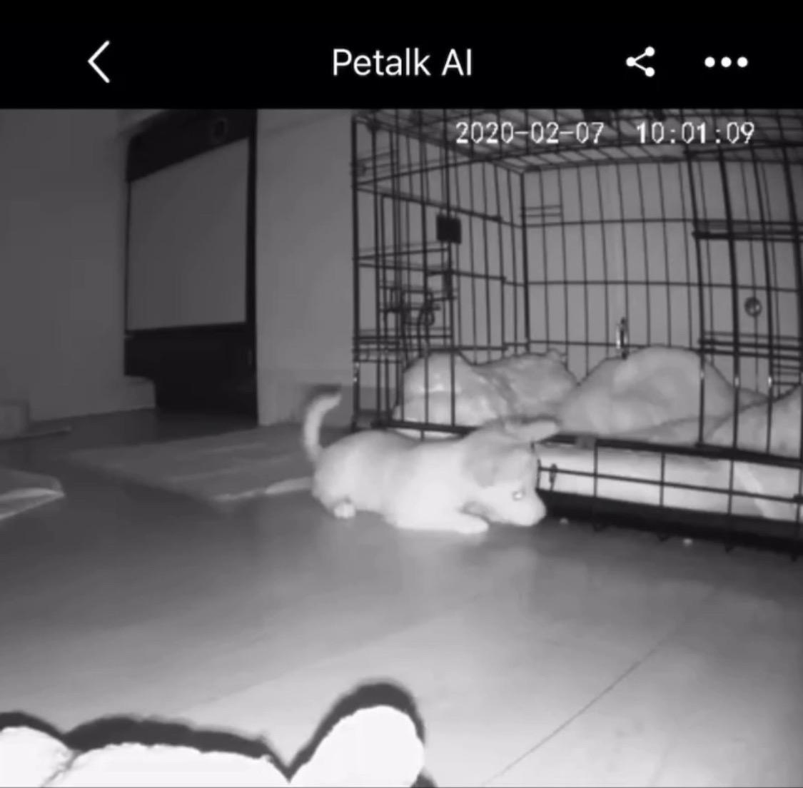 Dog Camera Treat Dispenser,WiFi Full HD Pet Camera with Two-Way Audio and Night Vision,Compatible with Alexa (2.4G WiFi ONLY) (Petalk AI) customer photo 1
