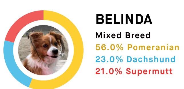 Embark Breed ID Dog DNA Test Kit – 400+ Breeds, 99% Breed Accuracy | Dog DNA testing kit for mixed breeds. Ancestry to great-grandparents, relative finder & family tree. Largest dog database. customer photo 1