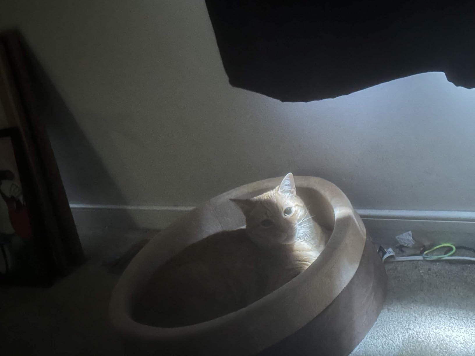 K&H Heated Cat Bed, Thermo-Kitty Bed Indoor, Safety Listed, Large 20in, 4W customer photo 1