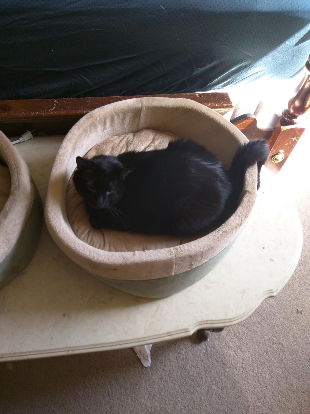 K&H Heated Cat Bed, Thermo-Kitty Bed Indoor, Safety Listed, Large 20in, 4W customer photo 2
