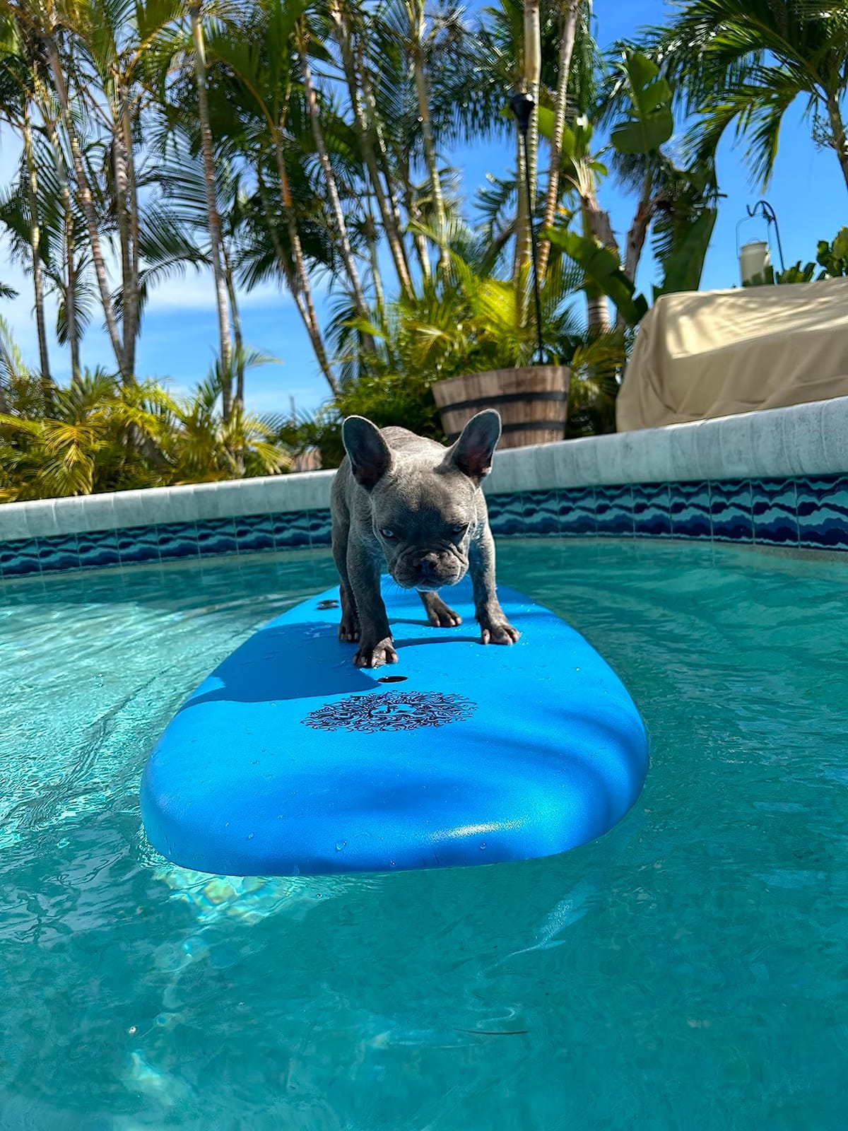 4'4 Beginner Soft Top Surfboard for Kids & Adults – Foam Surfboard + Fins & Leash – Use as Bodyboard, Boogie Board, or Softboard customer photo 2