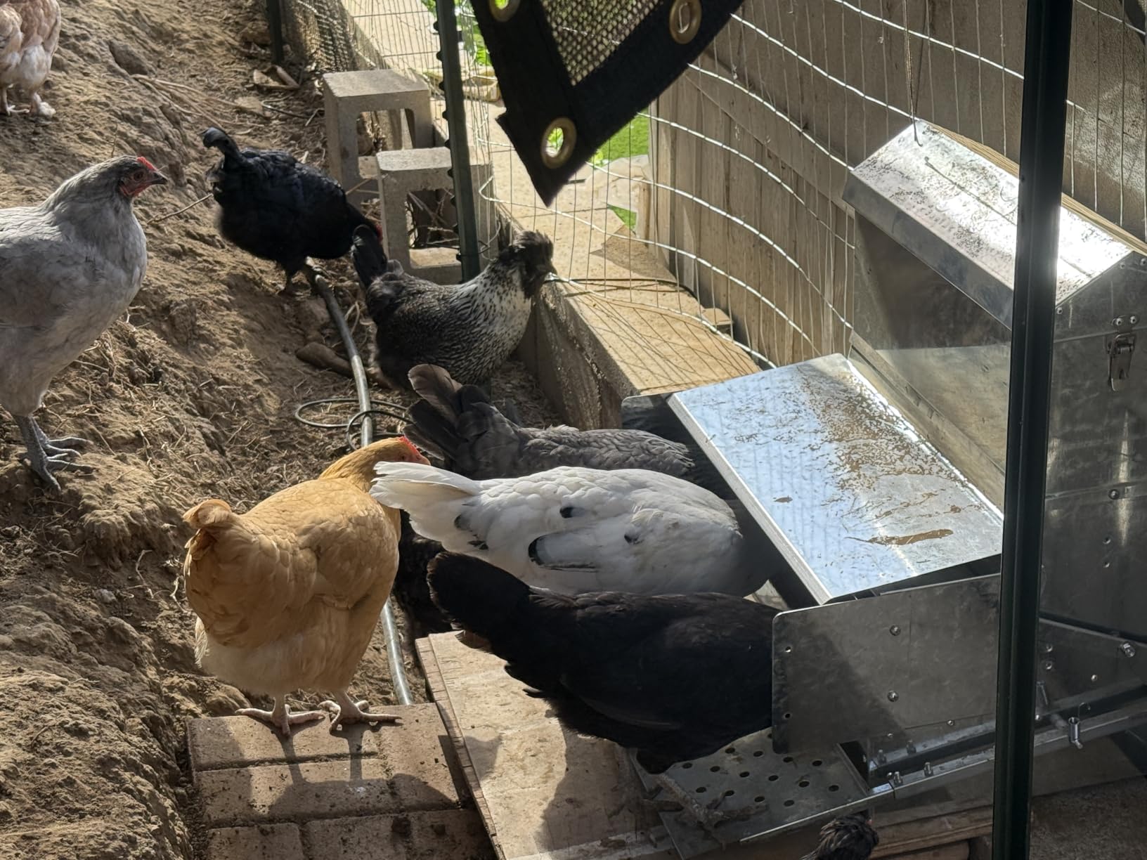 RentACoop Automatic Treadle Chicken Feeder, Rat Proof No Waste, 25 lb customer photo 2