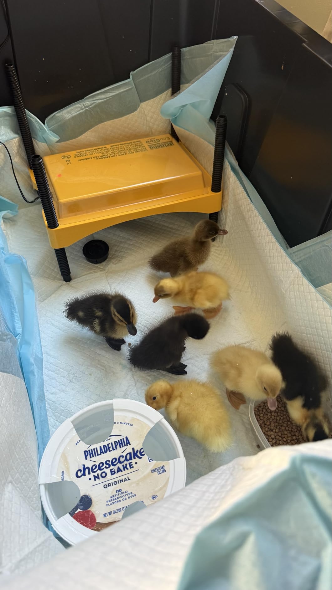 Brinsea Ecoglow Safety 600 Chick or Duckling Brooder, Up to 20 Chicks customer photo 2