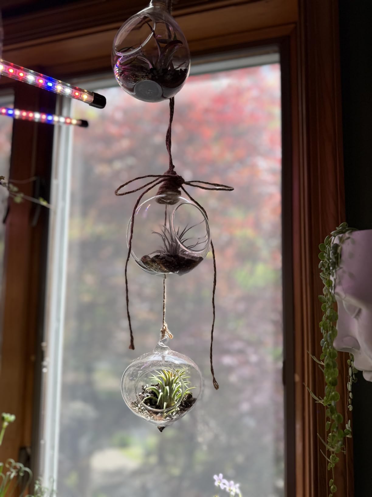 Mkono 3 Pack Air Plant Holder, Glass Hanging Planter Terrarium Globe Hanger customer photo 2