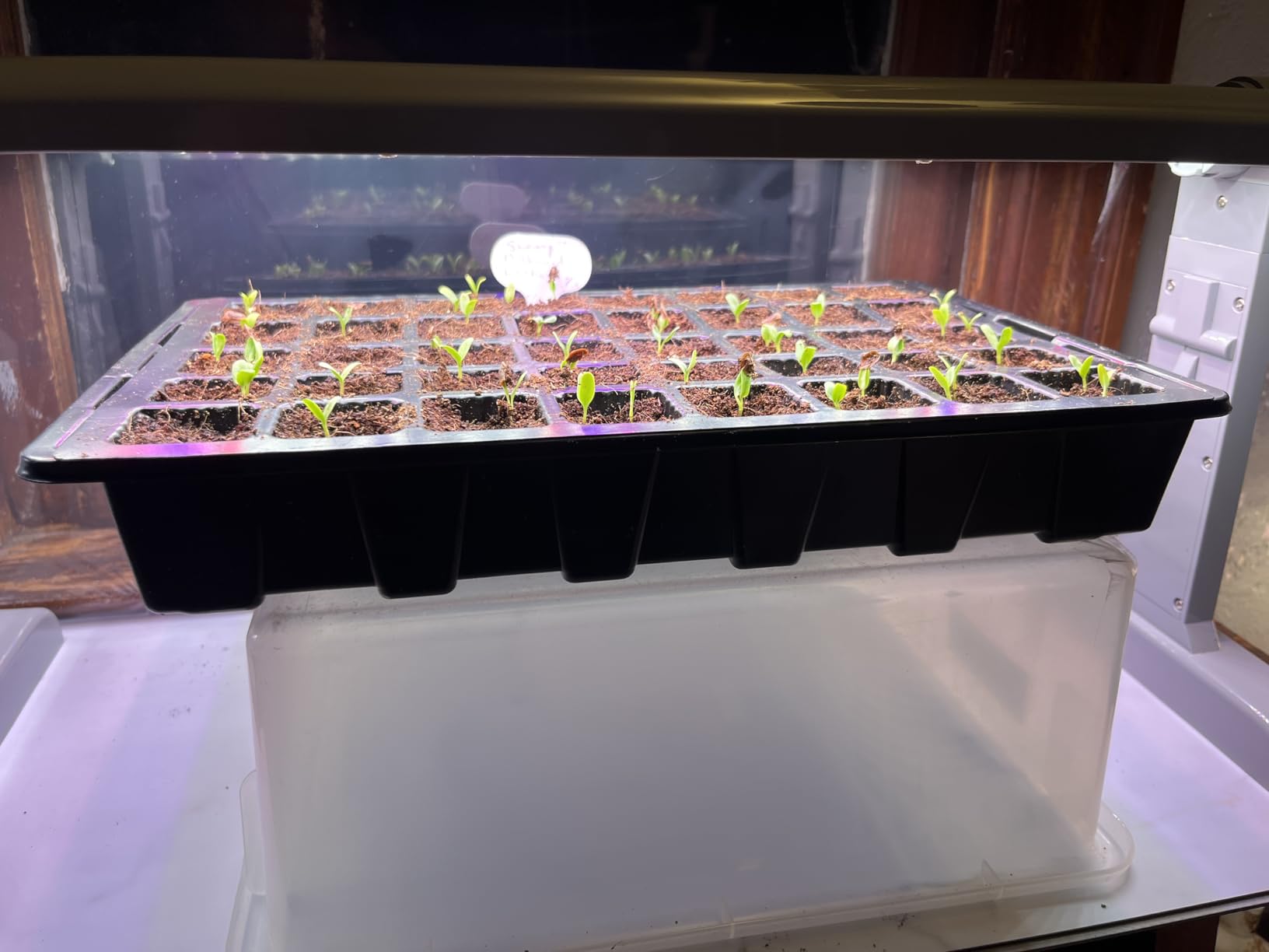 Gardzen 5-Set Seed Starter Tray Kits, Durable Plant Germination Trays with Humidity Vented Domes and Bases, Ideal for Seed Starting, Indoor Gardening, and Greenhouse (Total 200 Cells) | Durable Plant Germination Kit with Humidity Control Domes for Indoor Gardening, Greenhouse and Starting Seeds customer photo 1